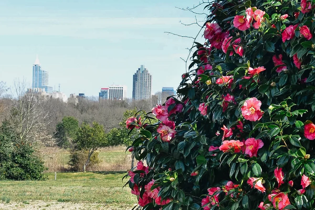Dorothea Dix Park, Raleigh